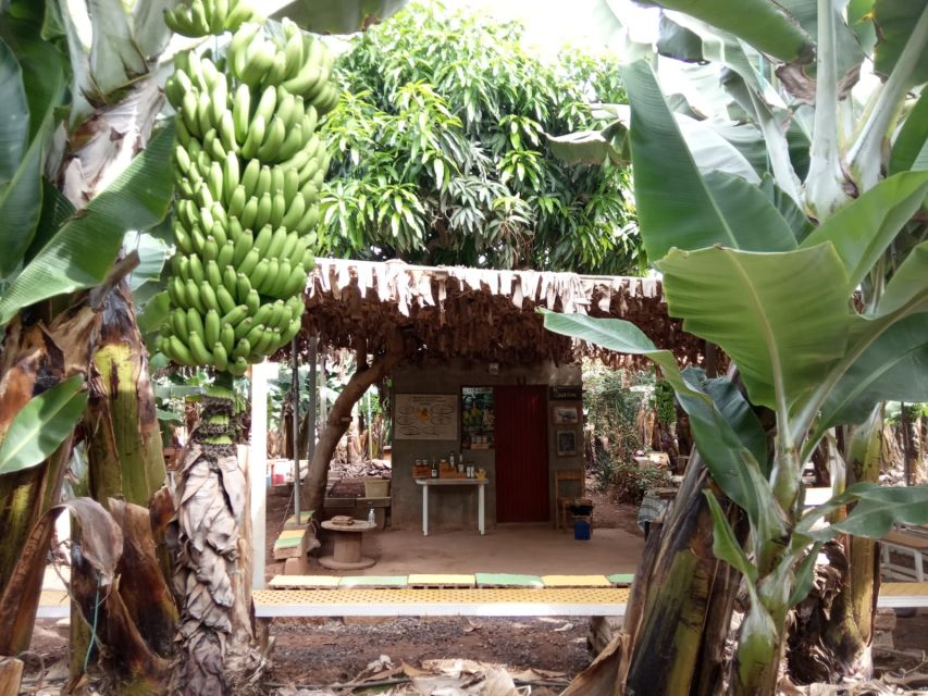 Tenerife: Finca Las Margaritas Banana Plantation Experience - Tasting and Purchasing Options