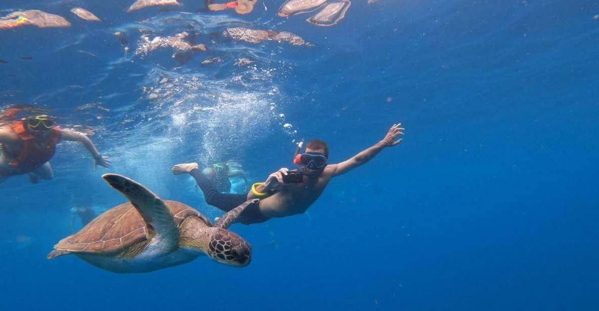 Tenerife: Kayak Safari With Snorkeling in a Turtle Habitat - Itinerary and Highlights