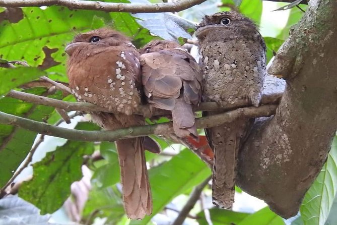 Thattekad Guided Bird Walk. - Tips for a Successful Tour