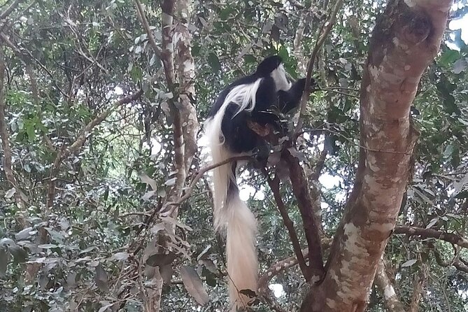 The Amaizing Private Day Trip to the Lovely Arusha National Park - Professional Guide and Ranger Services