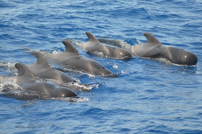 The Giants Cliffs Small-Group Sail Tour With Lunch - Sailing Experience