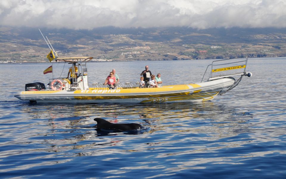 The Giants: Dolphin and Whale-Watching Speedboat Tour - Itinerary Details