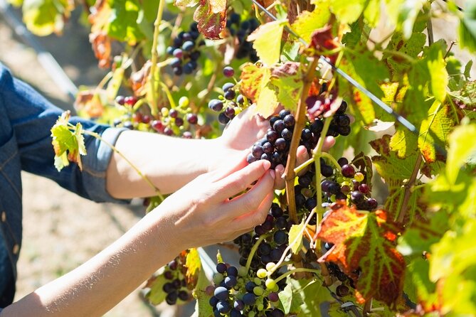 The Grape Escape: Troodos Mountains Thru Wine Small Group Tour 7hrs - Pricing and Availability