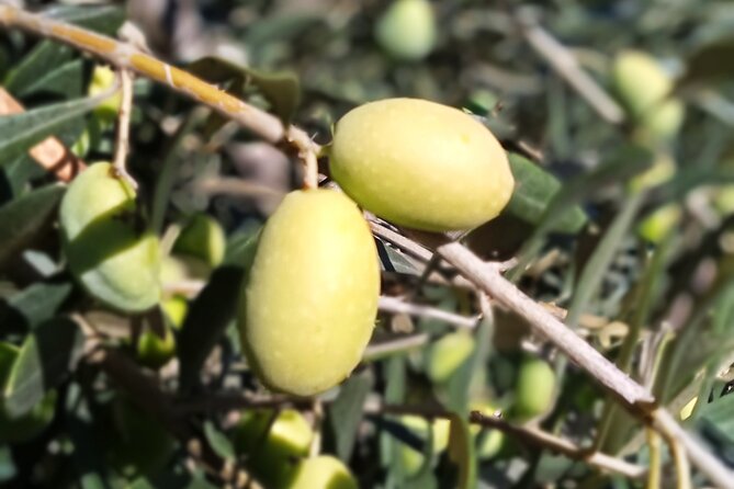 The Olive Oil Experience @ Lefkada Micro Farm - Olive Oil Tasting and Sampling