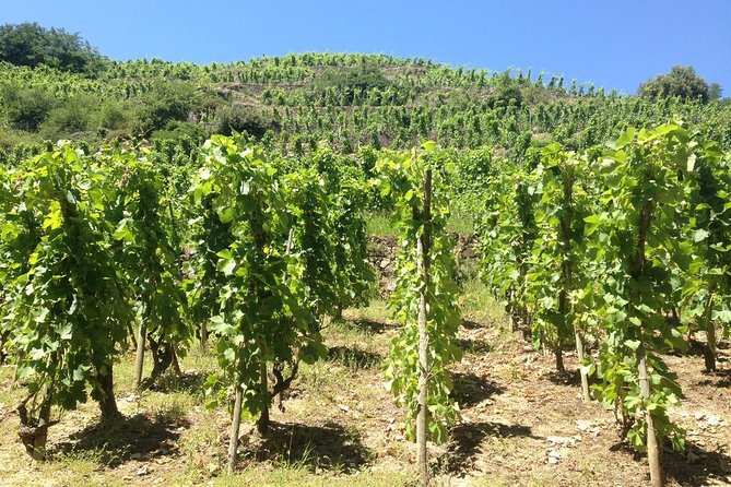 The Original Syrah Wine Tour (9:00 Am - 1:30 Pm) - Small Group Tours From Lyon - Meeting Location and Pickup