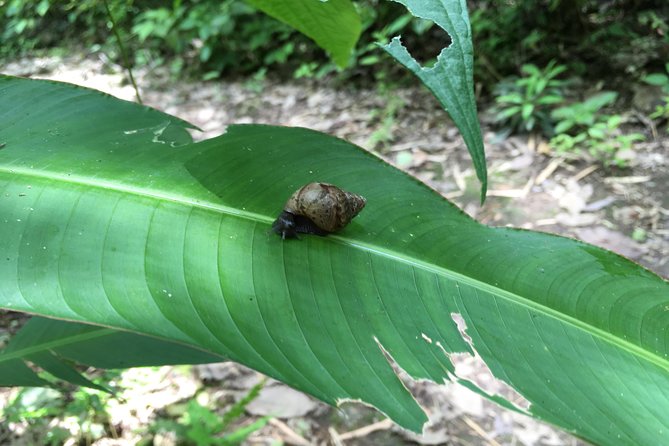 The Rain Forest, Surroundings & Lunch. - Fish Market Visit