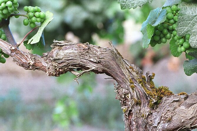 The Taste of Malta Artisan Wine Pairing - Accessibility and Considerations