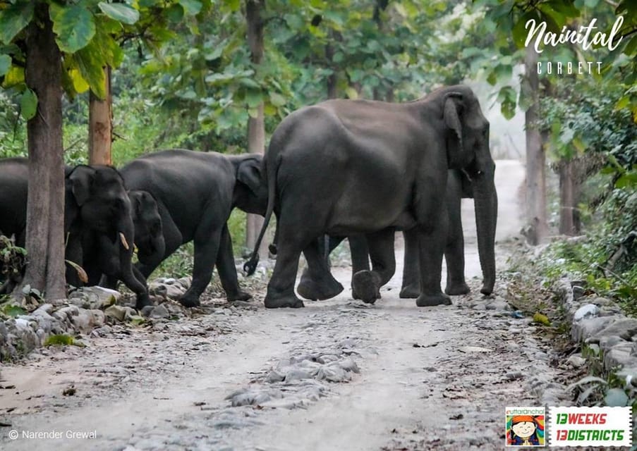 This 2-Day Tiger Safari Tour of Jim Corbett National Park - Inclusions and Pricing