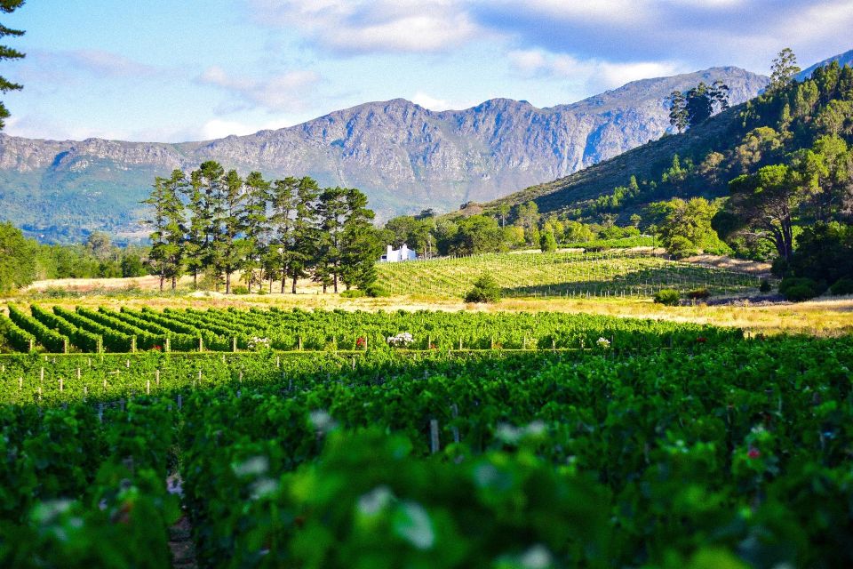 TOP THREE WINELANDS PRIVATE TOUR With Pairings - Stellenbosch Vineyards