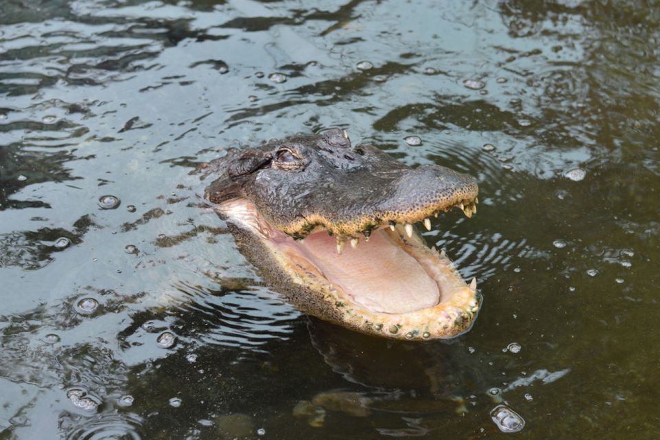 Torremolinos: Crocodile Park Entrance Ticket - Guided Tour Schedule