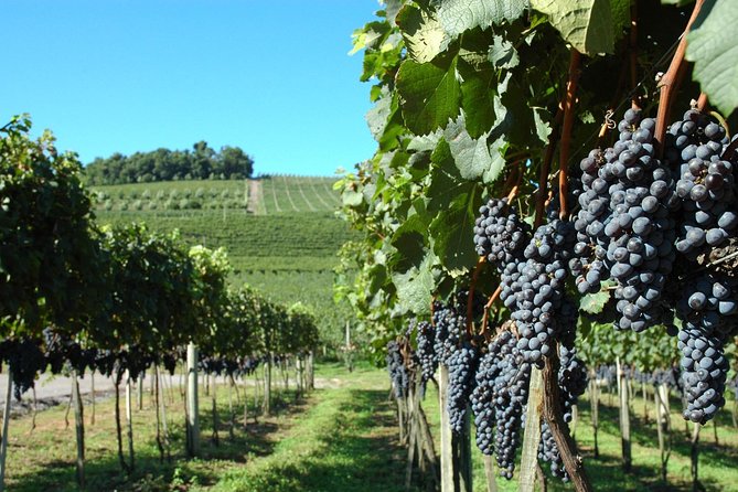 Tour Gran Reserva - Valley of the Vineyards - Miolo Winery