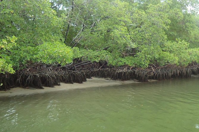 Tour to Carneiros Beach - Experience Highlights
