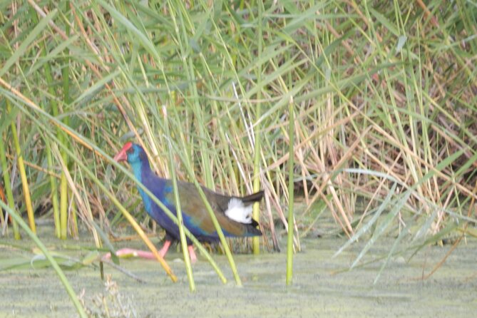 Touw River Boat Cruise - Wilderness National Park - Wildlife and Scenery Highlights