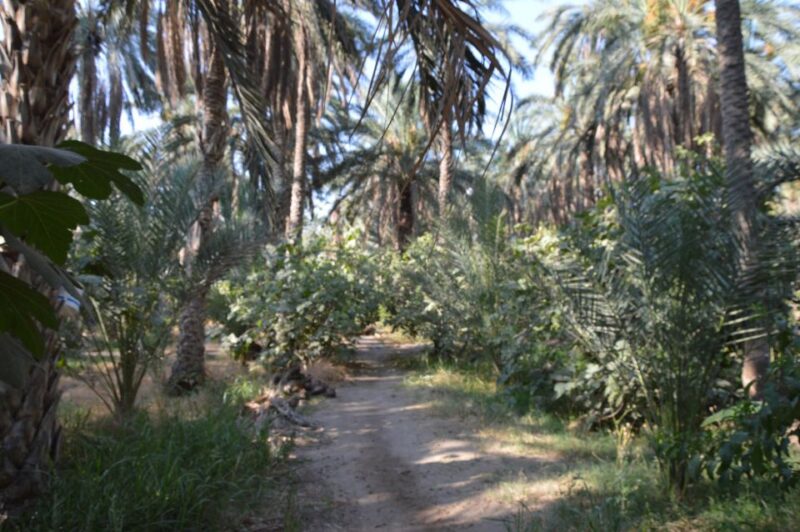 Tozeur: 2-Day Desert Overnight Stay in a Tent & Camel Trek - Inclusions and Exclusions