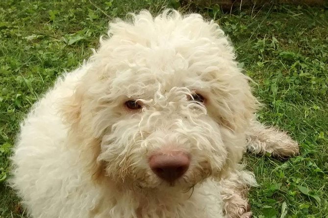 Truffle Hunting and Lunch Experience in a Restaurant - Accessibility and Participation