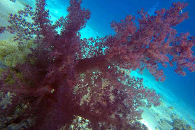 Try Scuba Diving Experience for Beginners in Hurghada - Scuba Gear and Round-Trip Transfers