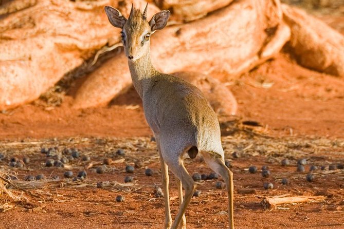 Tsavo East 1 Day Safari, Beach To Beach In 4wd Jeep - Transportation and Comfort