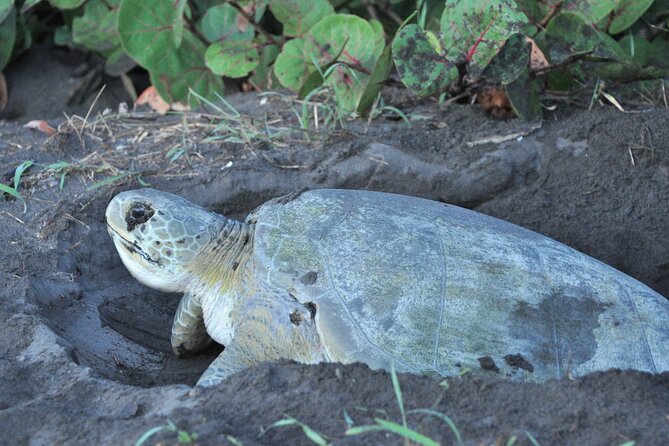 Turtle Tour Tortuguero National Park - Sustainable Eco-tourism