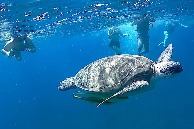 Turtles Bay, Swimming With Turtles Hurghada & Marsa ALAM - Inclusions of the Trip