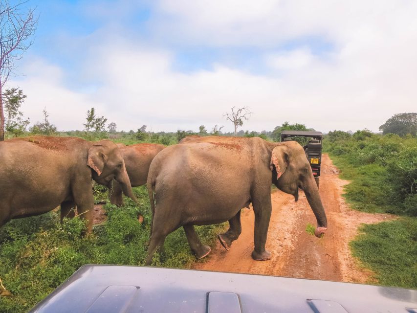 Udawalawe: Full-Day Safari Experience With Lunch - Pricing and Reservation Details