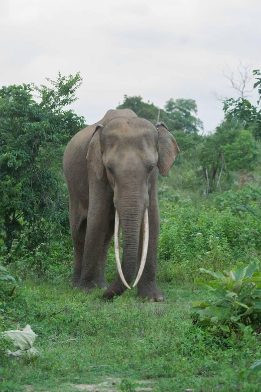 Udawalawe National Park Day Tour - Wildlife Experience