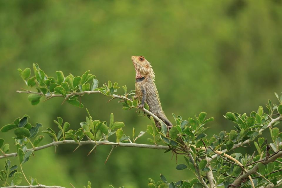 Udawalawe National Park | Full Day-10 Hours | All Inclusive - Itinerary and Tour Highlights