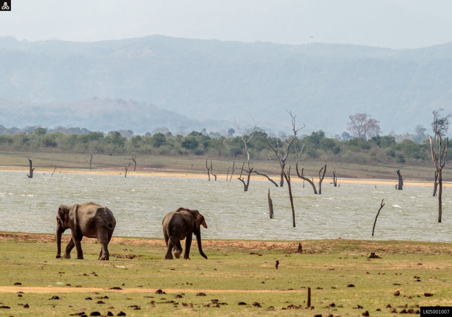 Udawalawe National Park Private Full-Day Safari - Park Highlights