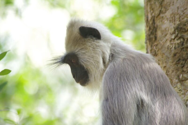 Udawalawe National Park Safari and Elephant Transit Home - Inclusions and Exclusions