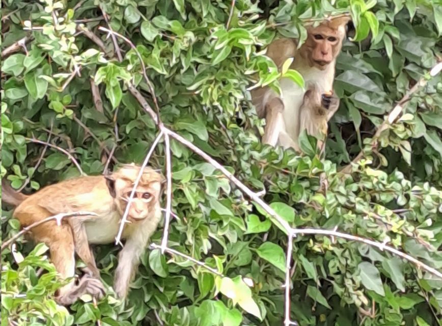 Udawalawe National Park Safari Tour - Pickup and Drop-off Locations