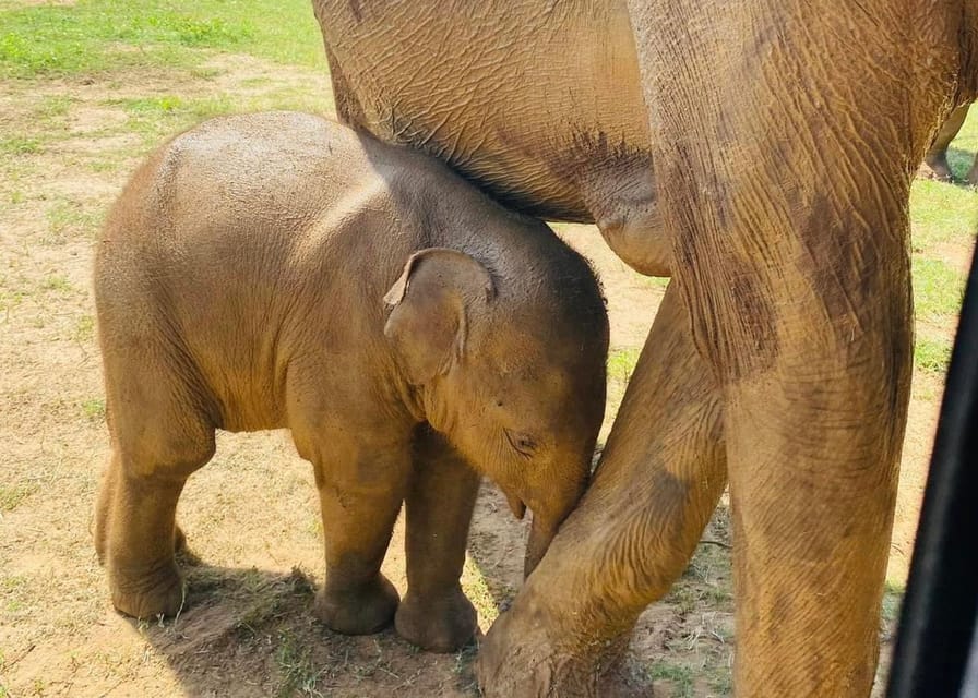 Udawalawe National Park: Safari With Experienced Driver - Booking and Availability