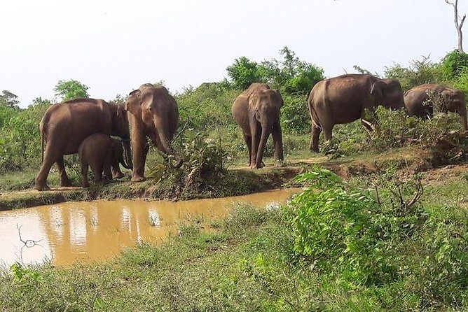 Udawalawe National Park Safari With Naturalist - Pickup and Meeting Points