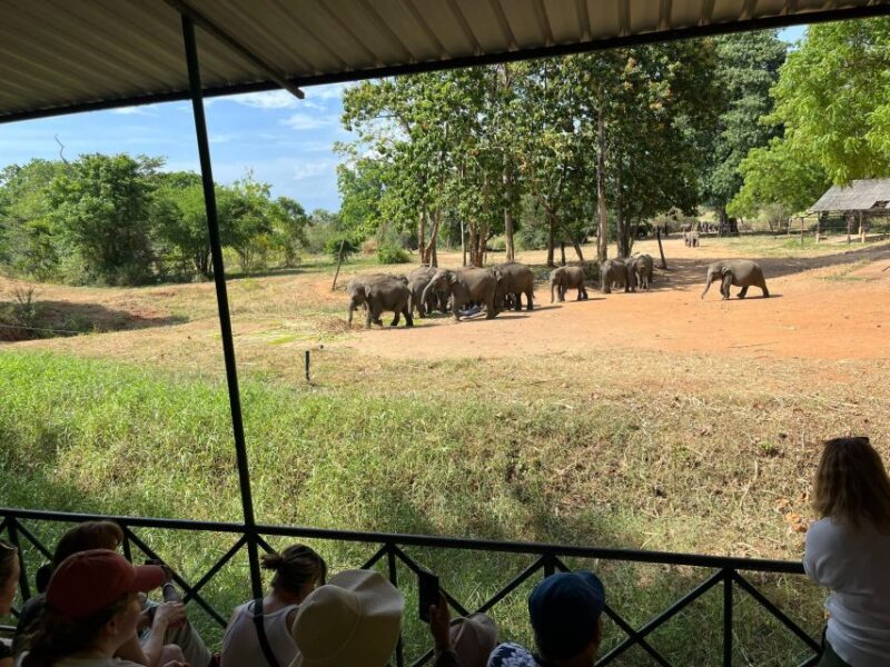 Udawalawe National Park Wildlife Safari From Bentota - Inclusions and Exclusions