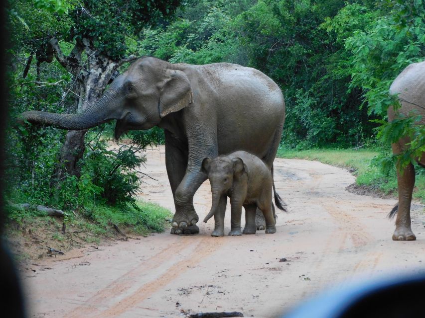 Udawalawe Safari Tour From Hambantota Port(Shore Excursion) - Pickup and Drop-off Locations