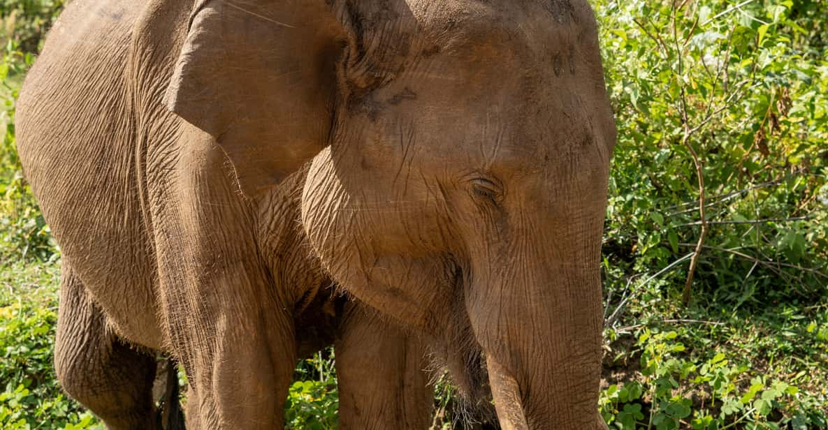 Udawalawe Safari With Vishal - Wildlife and Nature Exploration