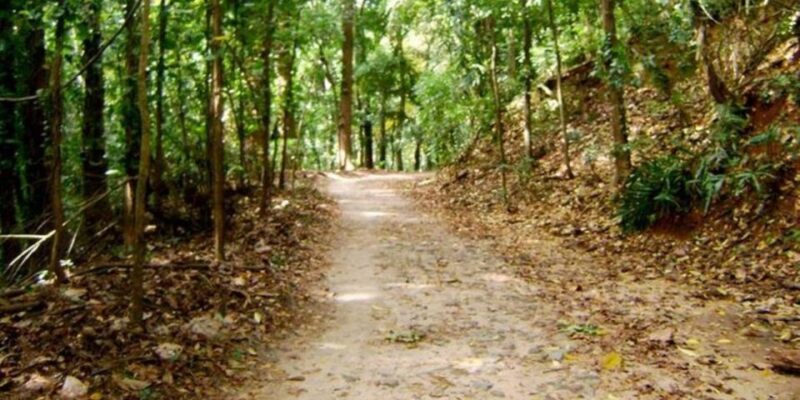 Udawatte Kele:Birdwatching and Nature Trekking Experience - Sanctuary Highlights