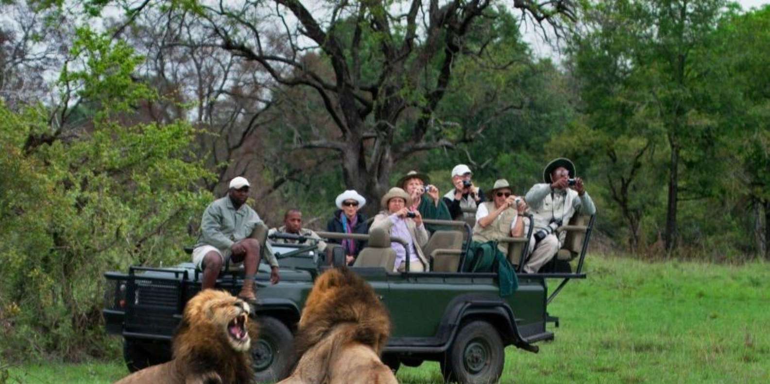 Ukutula: Walk With Lions, Predators & Cheetahs Tour - Wildlife Interaction