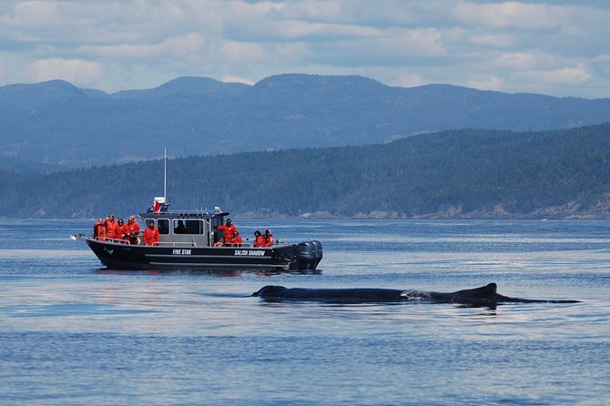 Ultimate Marine Whale & Wildlife Tour - Customer Reviews and Feedback