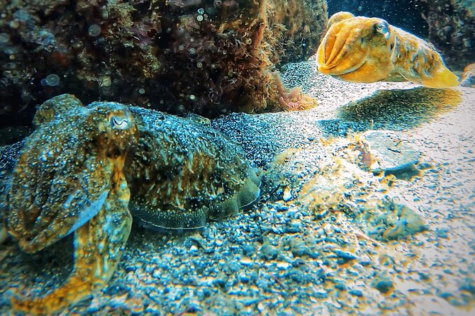Underwater Tenerife – 1-on-1 Personalized Scuba Diving Adventure - Pre-Dive Notifications