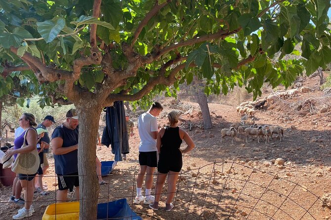 Unique Cooking Class in Our Farm, Biological Ingredients - Accessibility and Participation