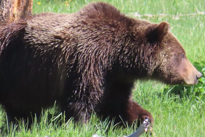 Upper Loop Tour and Lamar Valley From West Yellowstone With Lunch - Traveler Experiences and Reviews