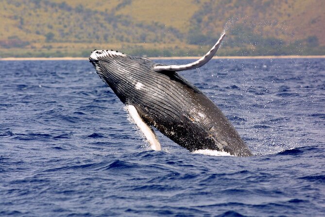 Uvita: Whalewatching Experience in Costa Rica - Location and Company