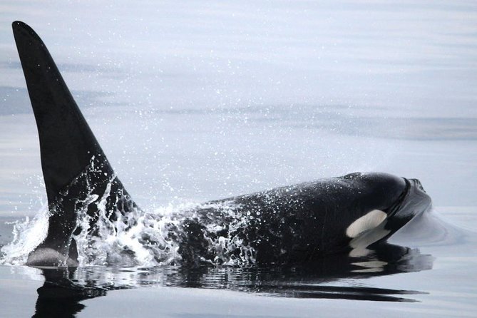 Vancouver Whale Watching Safari - Participant Guidelines