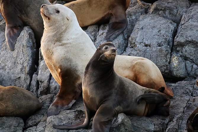 Victoria Marine Wildlife Tour - Accessibility Features