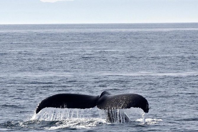Victoria Shore Excursion: Whale-Watching Cruise With Expert Naturalist Guides - Customer Reviews and Experiences