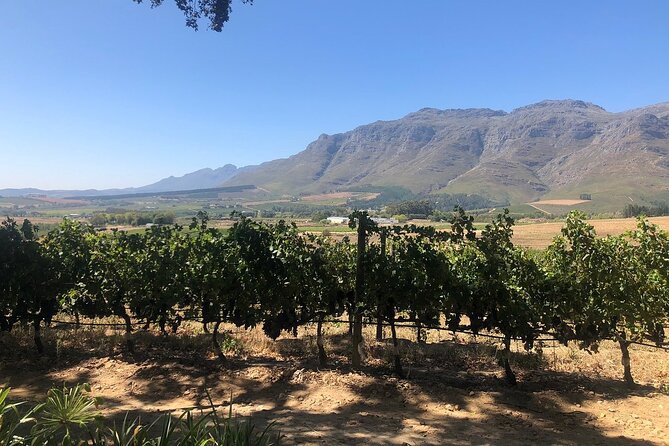 Vine Hopper: Hop-On Hop-Off Wine Tour - Northern Route - Customer Experience