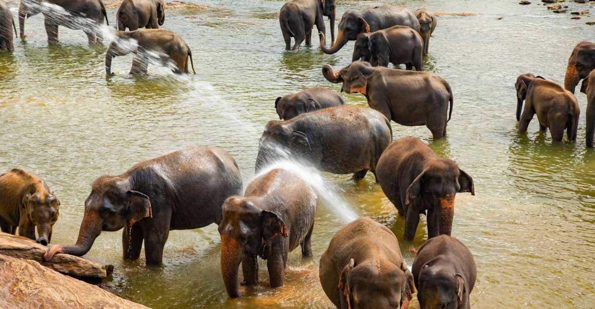 VIP ALL INCLUSIVE KANDY PINNAWALA DAY TRIP - Pinnawala Elephant Orphanage