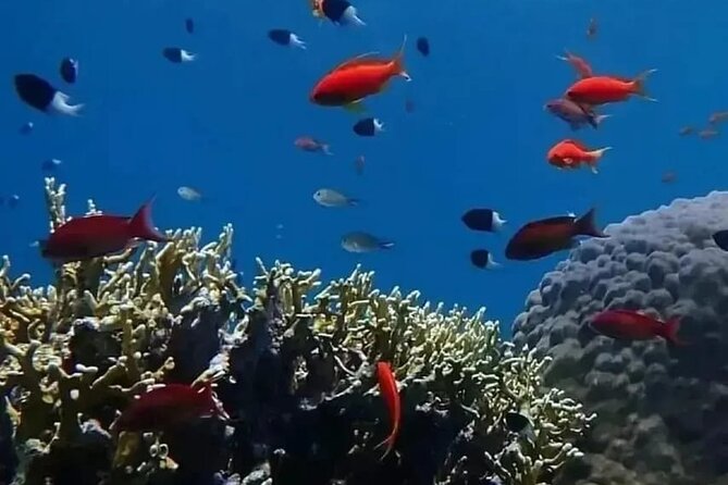 VIP Ras Mohamed and White Island Boat Trip - Pickup Details