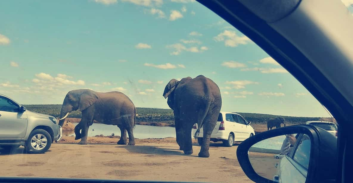 Visit Port Elizabeth :Addo Elephant Park Wildlife Safari - Wildlife and Ecology Insights