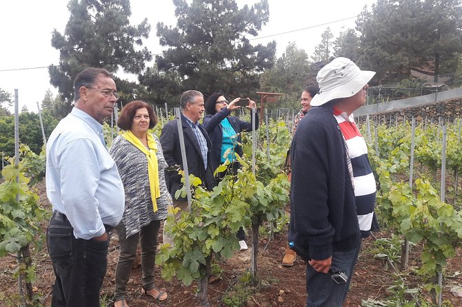 Visit to Arafo Mountain Vineyard and Organic Wine Tasting - Delectable Canarian Food Pairings