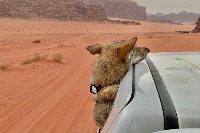 Wadi Rum Cave Camping With Jeep Tour - Sunset and Dinner Experience